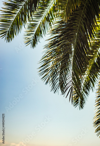 Palm tree leaves as a natural background