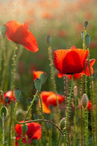 Red poppies in a field