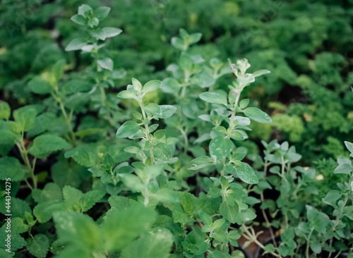 Wallpaper Mural Spice. Shrub. Oregano. Medicinal plant. Kitchen spice. Kitchen herb. Perennial herb. Soft focus Torontodigital.ca