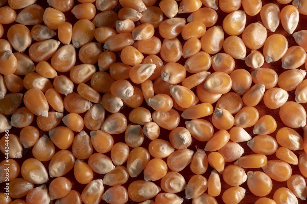 macro yellow corn grain texture - top view. macro yellow corn grain texture - top view.