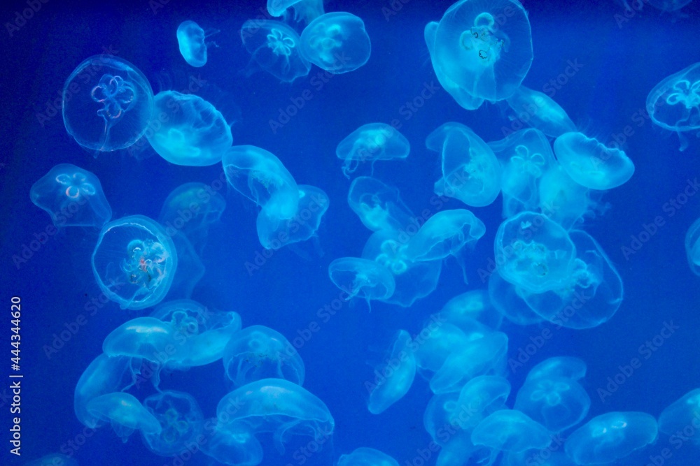 Jellyfish in a blue backlit aquarium Jellyfish in a blue backlit aquarium