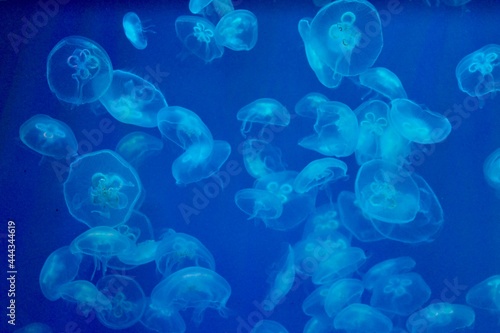 Jellyfish in a blue backlit aquarium