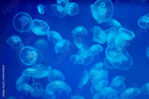 Jellyfish in a blue backlit aquarium © Anna