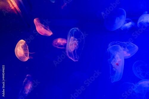 Bright pink jellyfish in a blue backlit aquarium