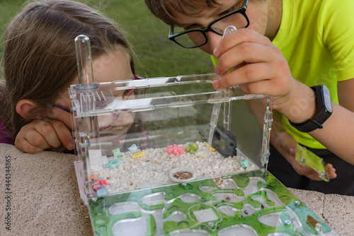 Two children watching ants in an ant farm in nature