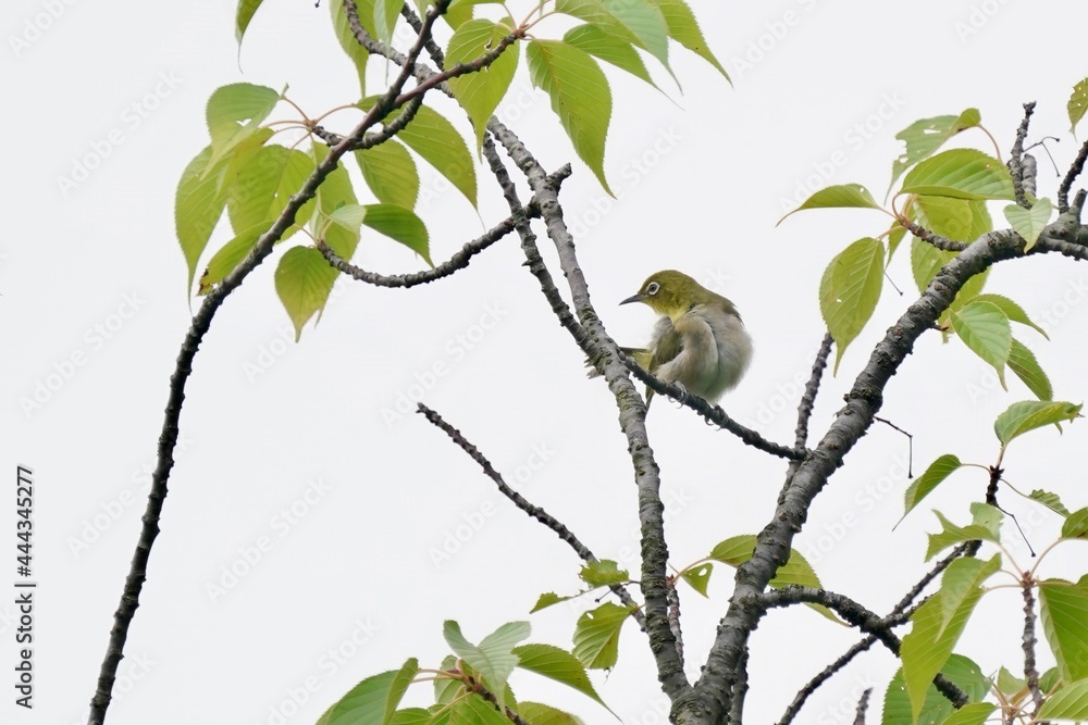 white eye on the branch white eye on the branch
