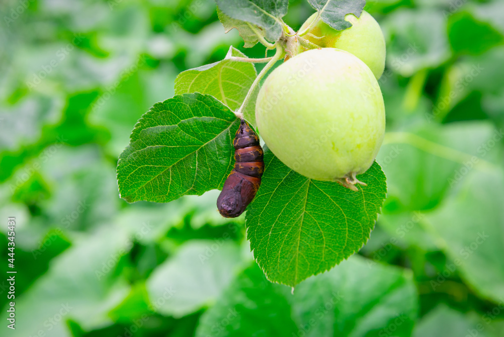 Fototapeta premium Pest: Silkworm pupa (Lymantria dispar) on an apple tree.