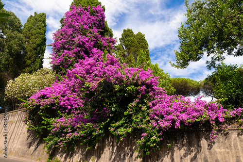 Secular pink Bougainvillea in bloom in summer with blue sky and clouds in the park of the Appia Antica, secret garden of a villa, near the Villa of Maxentius and Cecilia Metella, Rome Italy