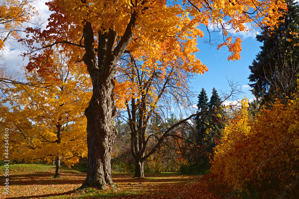 Maple trees in fall at the public park in Toronto, Ontario, Canada