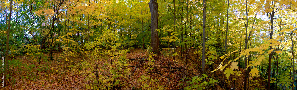 Maple tree leaves covered the ground in a national nature park Maple tree leaves covered the ground in a national nature park