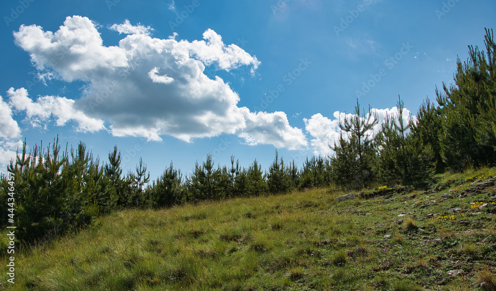 forest and sky