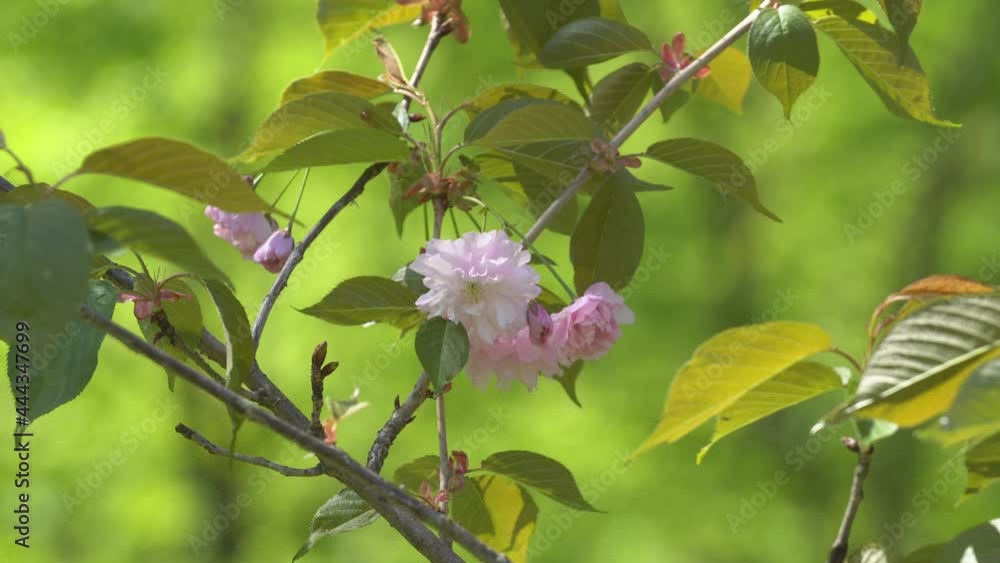 Sakura flowers in springtime, zoom in. Pink cherry blossom in garden. Rosy sakura flowers on twigs, closeup video Sakura flowers in springtime, zoom in. Pink cherry blossom in garden. Rosy sakura flowers on twigs, closeup video