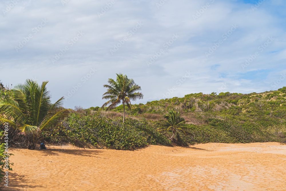 A backpack sits under a palm tree on a Red sand beach