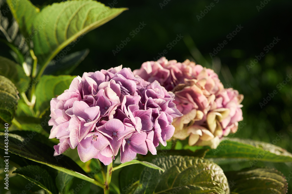 Violet, lilac, pink flowers of Hydrangea macrophylla. Bushes are blooming in summer in the garden. Violet, lilac, pink flowers of Hydrangea macrophylla. Bushes are blooming in summer in the garden.