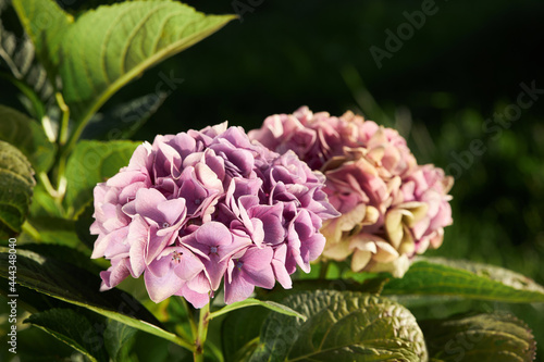 Violet, lilac, pink flowers of Hydrangea macrophylla. Bushes are blooming in summer in the garden. photo