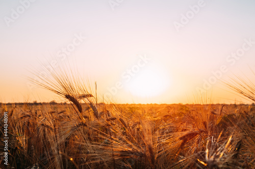 Ripening ears of yellow wheat field at sunset, orange sky.
