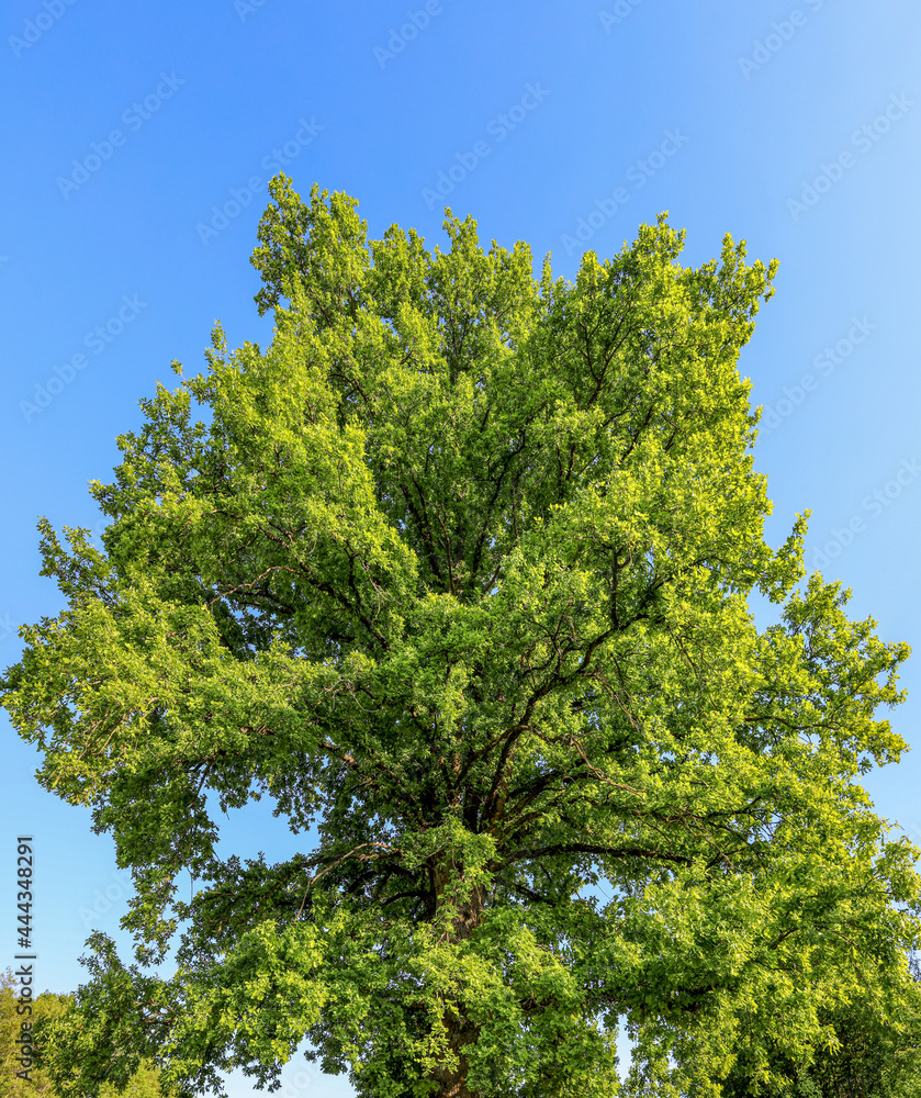 green oak tree against sky green oak tree against sky