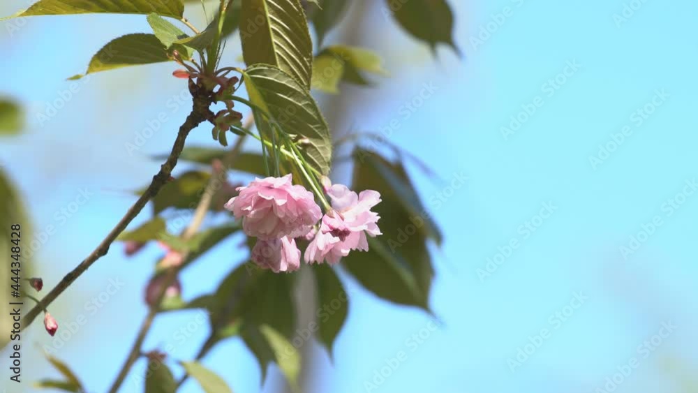 Sakura flowers in springtime, zoom in. Pink cherry blossom in garden. Rosy sakura flowers on twigs, closeup video Sakura flowers in springtime, zoom in. Pink cherry blossom in garden. Rosy sakura flowers on twigs, closeup video