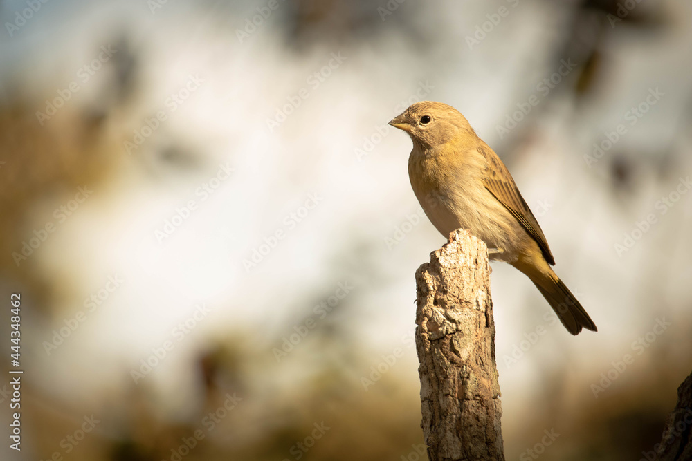 Sicalis flaveola, canário da terra. The land canary, Sicalis flaveola, is also known as the garden canary Sicalis flaveola, canário da terra. The land canary, Sicalis flaveola, is also known as the garden canary