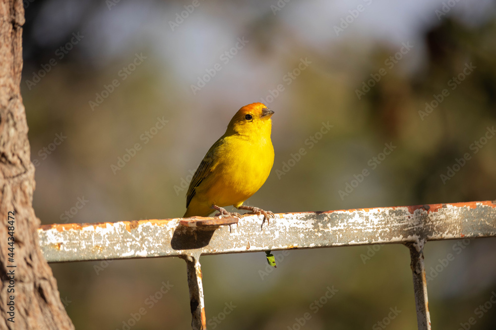 Sicalis flaveola, canário da terra. The land canary, Sicalis flaveola