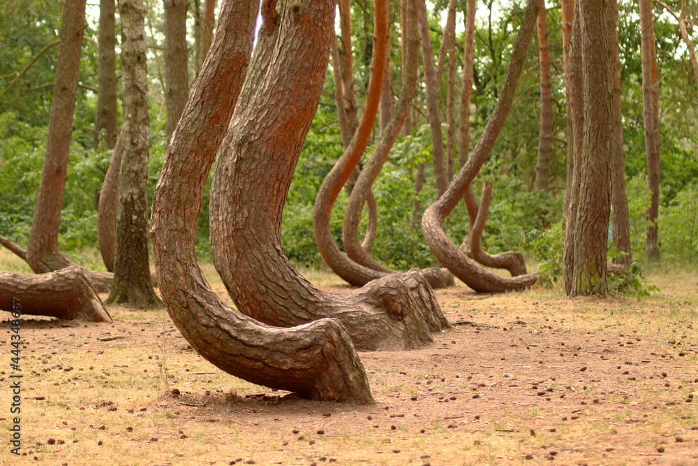 Crooked Trees or Crooked Forest ( Crooked Trees or Crooked Forest (