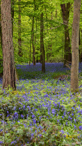Bluebells in the forrest