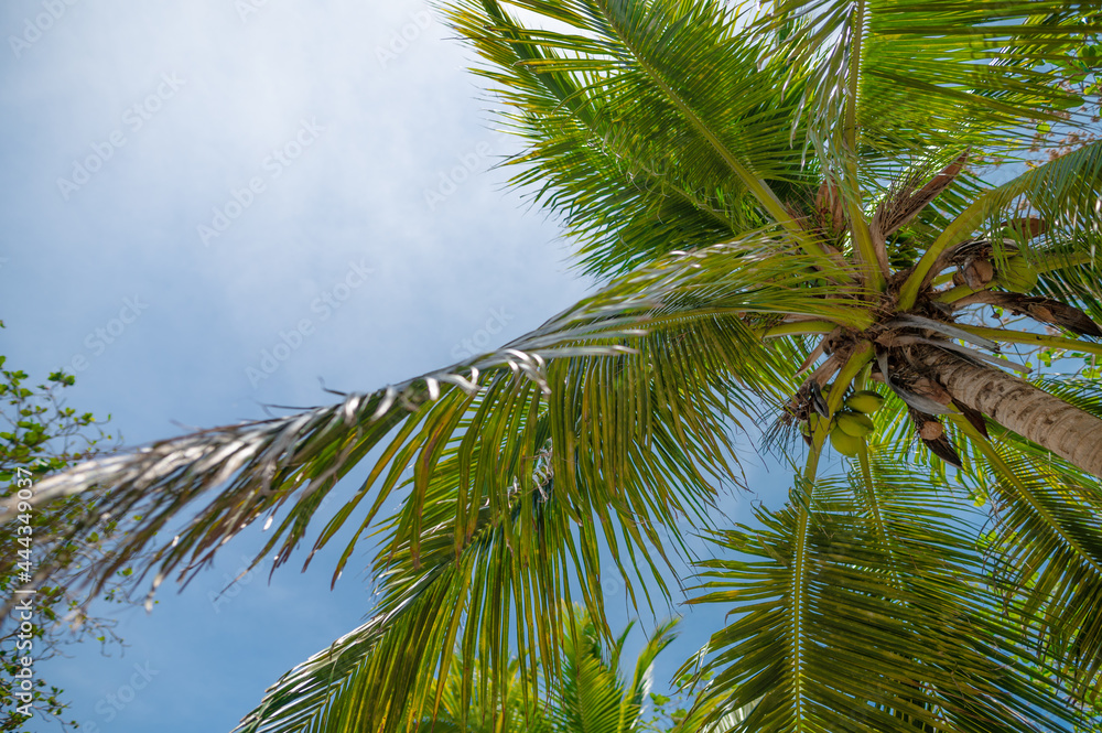Obraz premium Coconut tree against the deep sky. There are light white clouds in the sky. Huge green leaves. There are no people in the photo. High angle view. Background. Wallpaper. Texture.