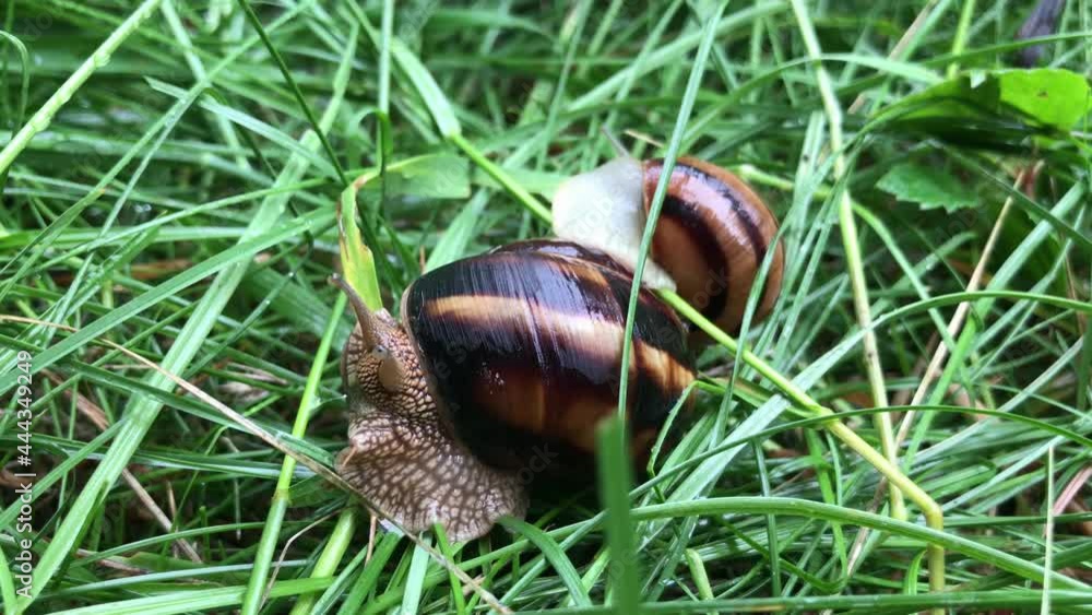 Two large brown snails in the green grass after rain. One slides down the other. High quality 4k footage Two large brown snails in the green grass after rain. One slides down the other. High quality 4k footage