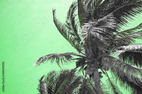 On a pale green background  coconut palms. Beautiful color scheme. High angle view. There are no people in the photo. Empty space for your insert. Abstraction.