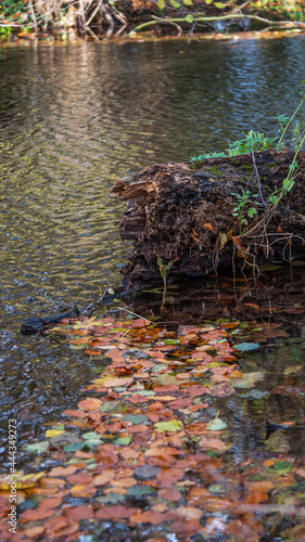 Fototapeta Naklejka Na Ścianę i Meble -  Autumn leaves in the water