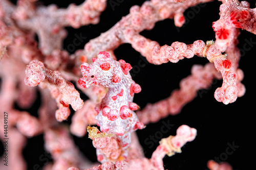 Φωτογραφία A picture of a pygmy seahorse