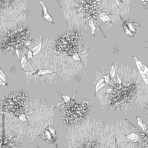 Seamless Pattern with Monarda , Bergamot. Detailed hand-drawn sketches, vector botanical illustration.