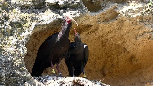 Northern bald ibis, hermit ibis or waldrapp - Geronticus eremita - in the nest with its chick