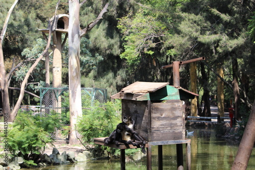 changos en el lago photo