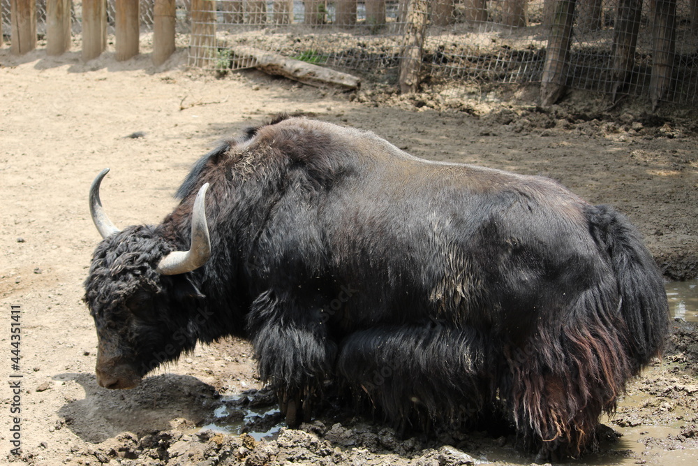 Fototapeta premium búfalo grande