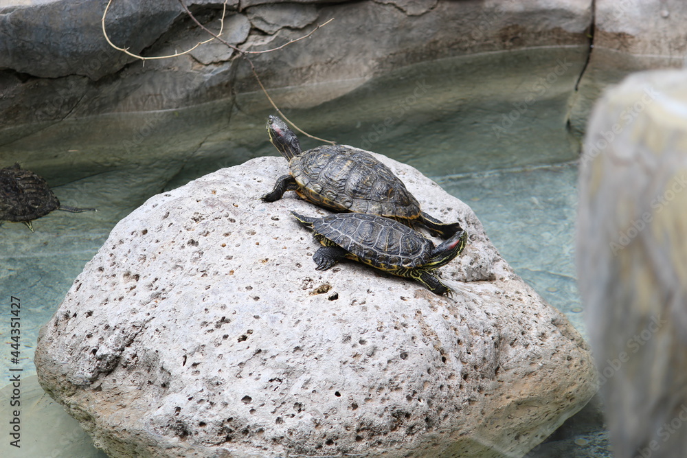 Obraz premium tortugas en la piedra