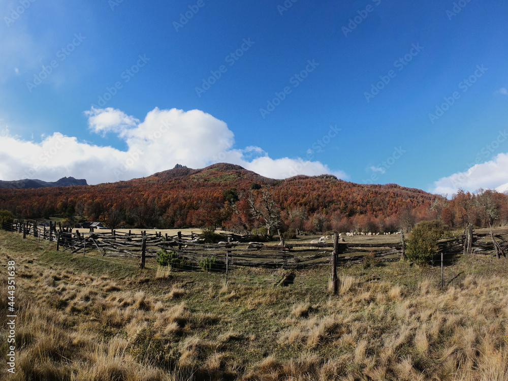 Ovine industry. Fisheye view of a wooden fence containing a herd of sheep in the ranch and field. The mountains and forest in the background, with beautiful autumn colors in the trees foliage. Ovine industry. Fisheye view of a wooden fence containing a herd of sheep in the ranch and field. The mountains and forest in the background, with beautiful autumn colors in the trees foliage.