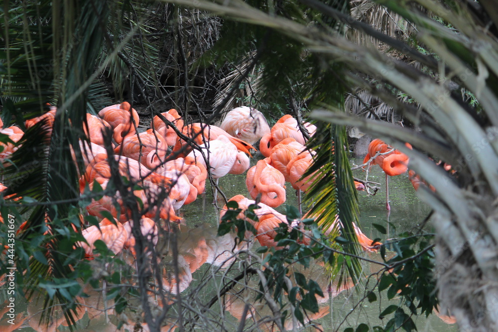 Obraz premium flamingos dormidos