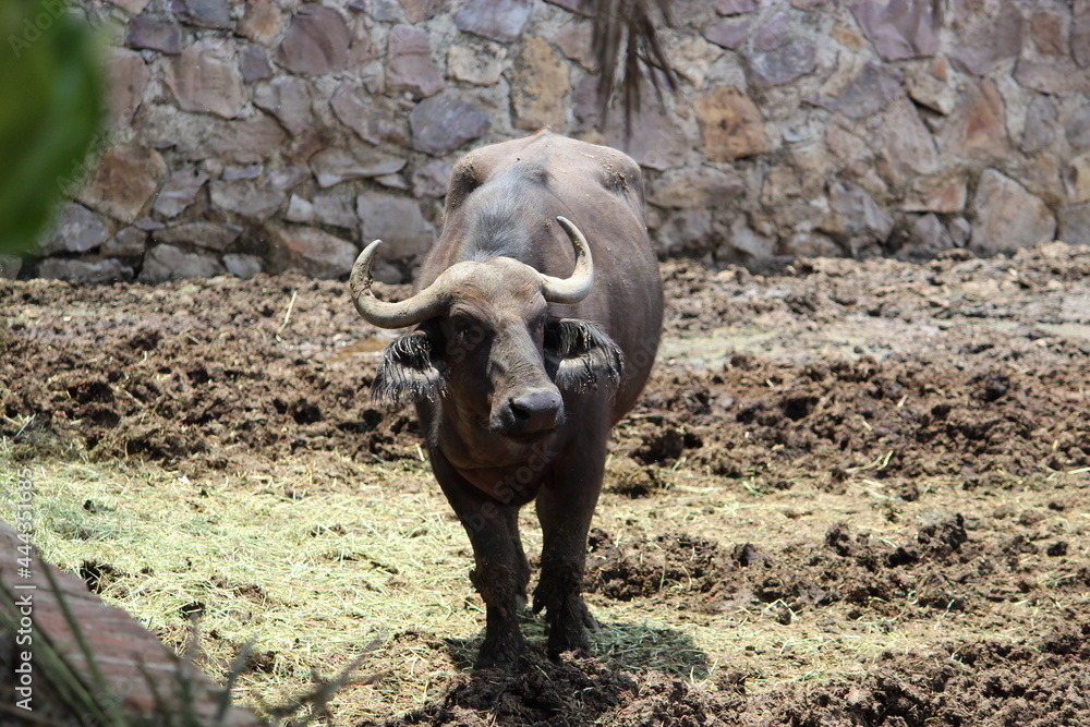 Obraz premium búfalo cornudo