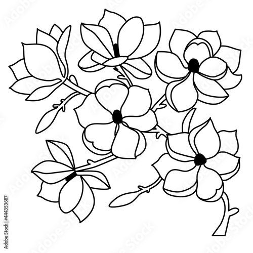 A twig with magnolia flowers in a linear style on a white isolated background. Vector illustration