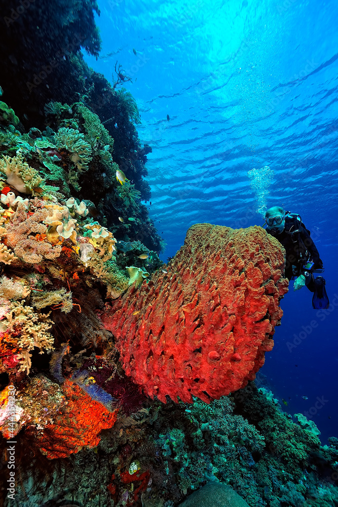 custom made wallpaper toronto digitalA picture of the coral reef