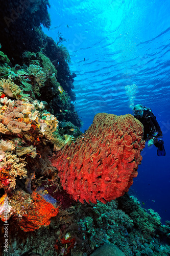 Wallpaper Mural A picture of the coral reef Torontodigital.ca