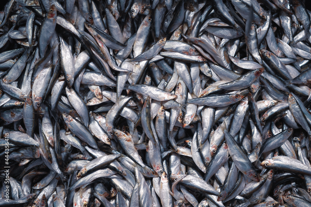 A large pile of sprat. Sprat is scattered over the surface. A large pile of sprat. Sprat is scattered over the surface.