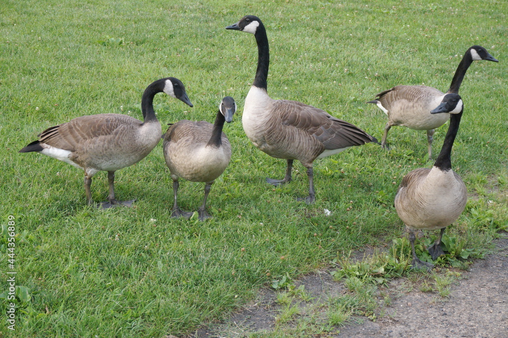 Five Alert Canadian Geese on Green Grass in Summer Time Five Alert Canadian Geese on Green Grass in Summer Time