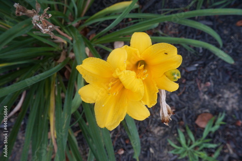 Yellow Day Lilies in Garden with Green Leaves and Ant