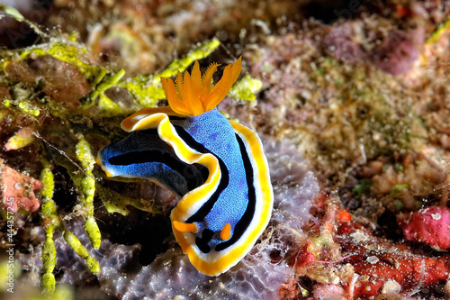 The beautiful colors of nudibranches