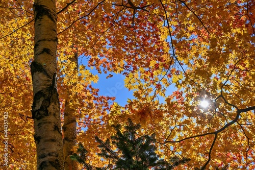 青空バックに見上げるカラフルなモミジの紅葉と光条のコラボ情景＠湯ノ湖、栃木