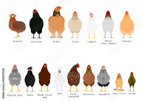 16 popular chicken breeds bundle