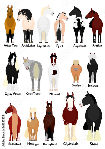 16 popular horse breeds bundle