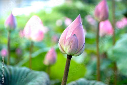 One pink unbloomed lotus with a background of several lotuses. photo